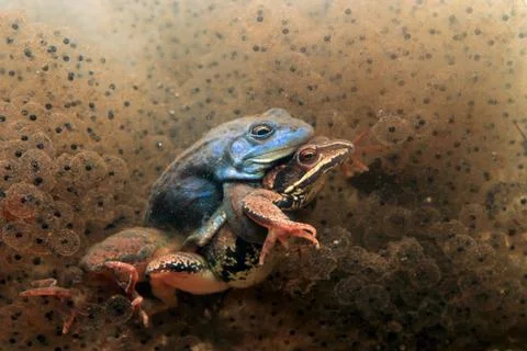 Moor frog Foto stock