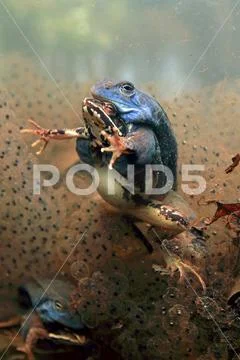 Moor frog Stock Photos