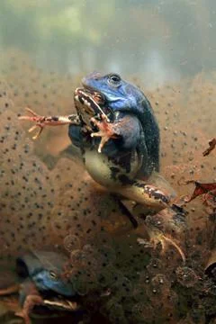 Moor frog Foto stock