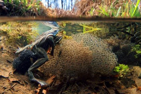 Moor frog Stock Photos