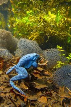 Moor frog Stock Photos