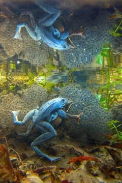 Moor frog Foto stock
