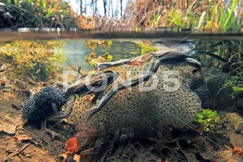 Moor frog Stock Photos