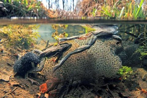Moor frog Stock Photos