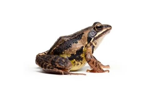 Moor frog Foto stock