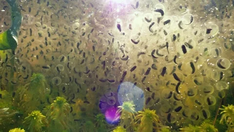 Moor frog tadpoles inside eggs in strong backlight Stock Footage 152945829