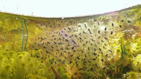 Moor frog tadpoles inside eggs underwater at flood meadow over sphagnum moss Stock Footage 152946027