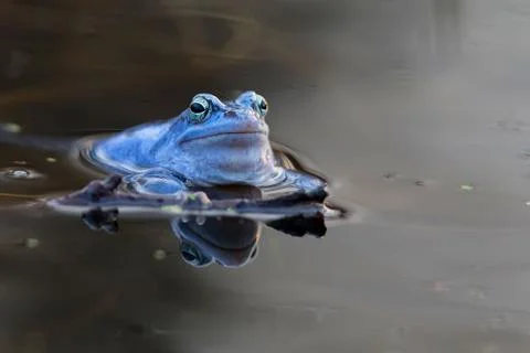 Moor frog in the wild Stock Photos