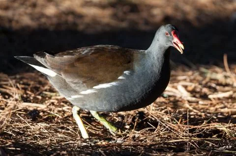Moor hen Stock Photos