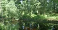 Moor lake in sunny fresh green summer forest glade panning shot 4k or 4k+ Resolution