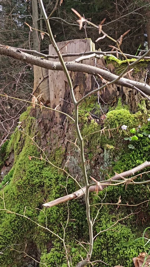 Moor landscape: Moss-covered tree trunk in the forest Stock Footage 317442292