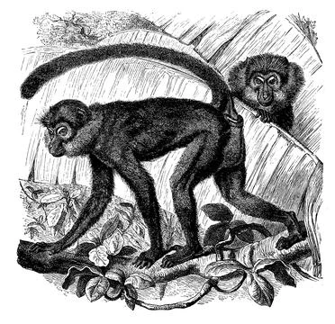 Moor monkey Ethiopian green monkey Chlorocebus aethiops digitally restored Stock Illustration