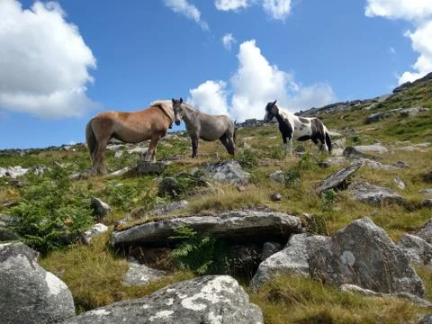 Moor ponies on Rough Tor, Cornwall in summer Stock Photos
