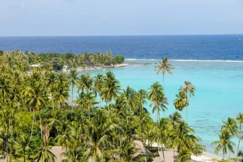 Moorea palm tree forest  스톡 사진