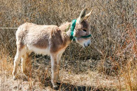 Moored small donkey Stock Photos