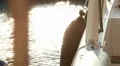 Moored yacht at port HD Footage