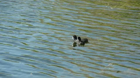 Mooreheads in Florida Lake Video stock 10900115
