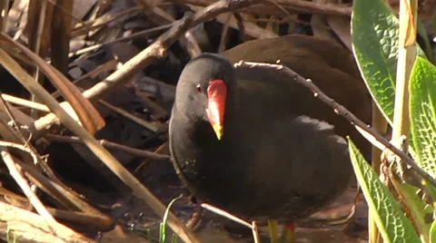 MOORHEN #1 Stock Footage 36187423