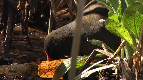 MOORHEN #2 Stock Footage 36187656