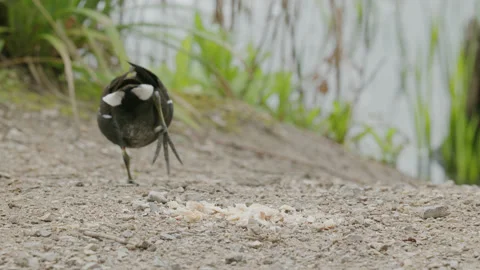 A moorhen and jackdaws feed at the side of a lake - close up. 4K tripod Stock Footage 239913571