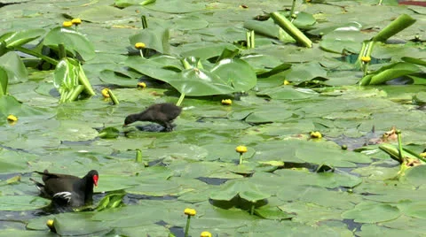 Moorhen with baby Stock Footage 24794034