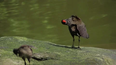 Moorhen Bird on Rock in a Pond Cleaning Itself Stock Footage 167621672