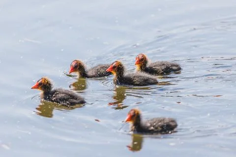 Moorhen chicks explore the waters edge Stock Photos