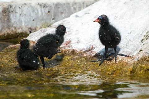 Moorhen chicks Stock Photos