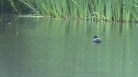 Moorhen dipping Video stock 457524