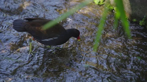 A Moorhen Drinking at a Swiftly Running Stream. Stock Footage 307603662
