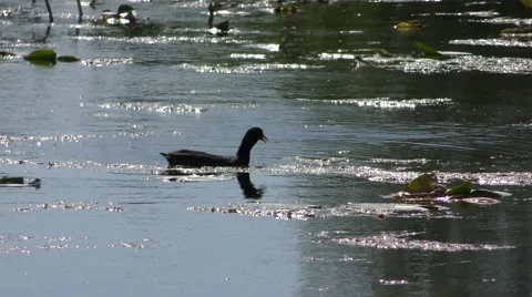 Moorhen duck 4K Stock Footage 48782729