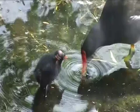 Moorhen Feeding Her Chick 스톡 동영상 113453752