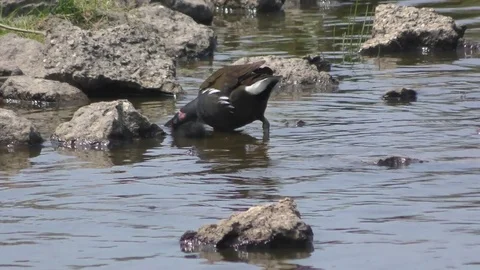 A moorhen feeds its chick while the chick is flapping its wings Stock Footage 84207035