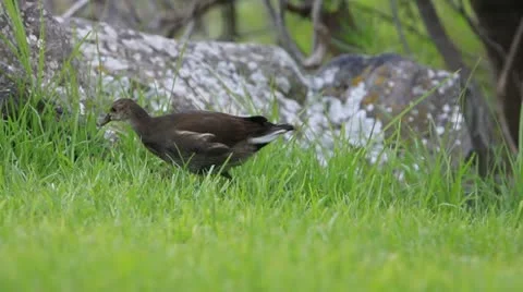 Moorhen Video stock 12315128