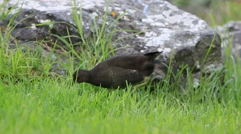 Moorhen Video stock 12315168