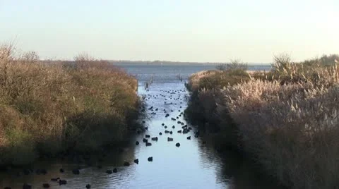 Moorhen Video stock 12653257