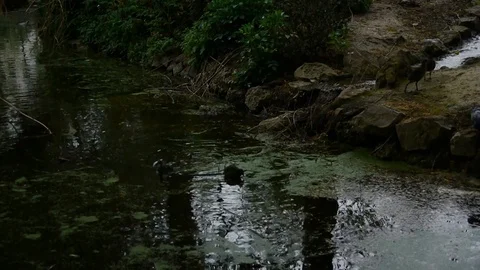 Moorhen Stock Footage 112696973