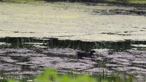 Moorhen Stock-Footage 133533406