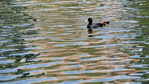 Moorhen Video stock 137221411