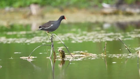 Moorhen Stock Footage 268506557