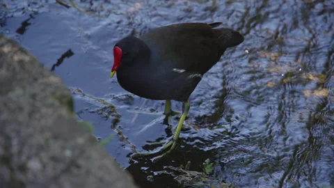 A Moorhen Foraging in Shallow River Stream. Stock Footage 307603689
