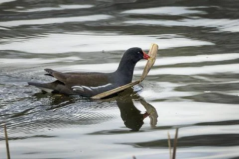 Moorhen gathering nesting material Stock Photos