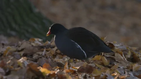 Moorhen in leaves Stock Footage 71826285