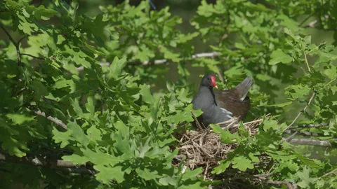 A moorhen is nesting in low branches over the lake - close up. 4K locked tripod Stock Footage 196136541