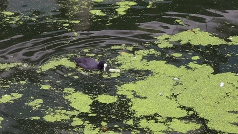Moorhen, Paddington Basin, Grand Union Canal, London, UK Stock Footage