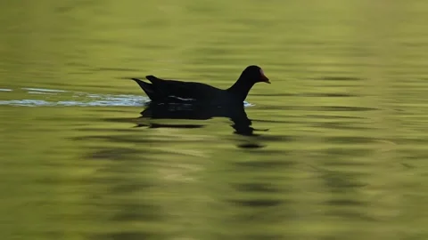 Moorhen Paddleby Stock Footage 319349591