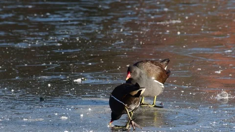 Moorhen pair standing on ice and search feed, winter Stock Footage 104404841