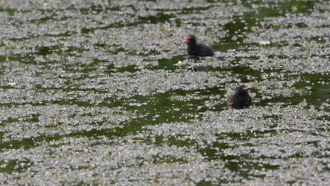 Moorhen parent with two chicks on garden pond Stock Footage 121318103