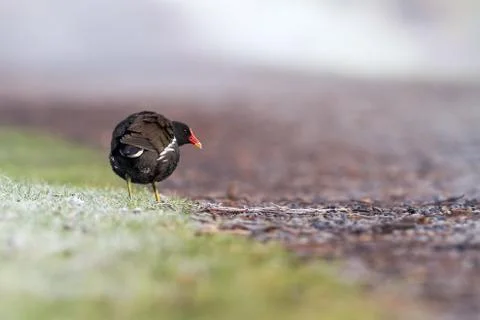 Moorhen on the path Stock Photos