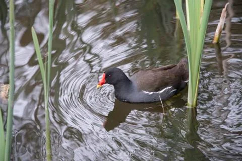Moorhen 스톡 사진